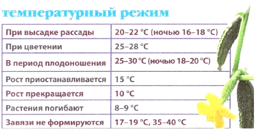 Temperatura dlya vyrashchivaniya ogurcov