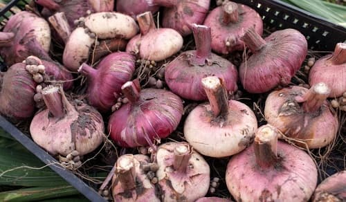 Hranenie lukovic gladiolusov