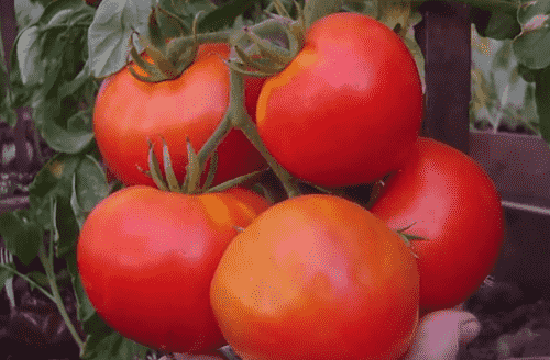 Kak sdelat' semena tomatov iz svoih pomidor
