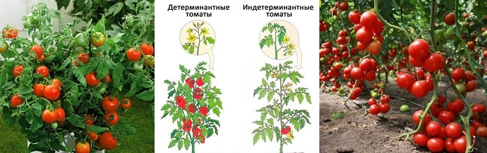 Determinantnyj i indeterminantnyj sort tomatov, raznica