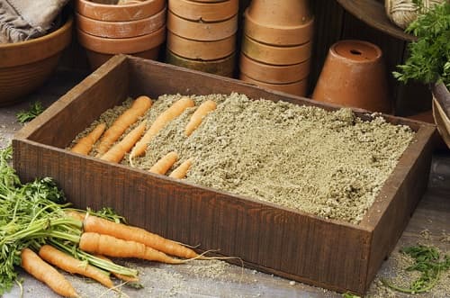 Hranenie morkovi v peske