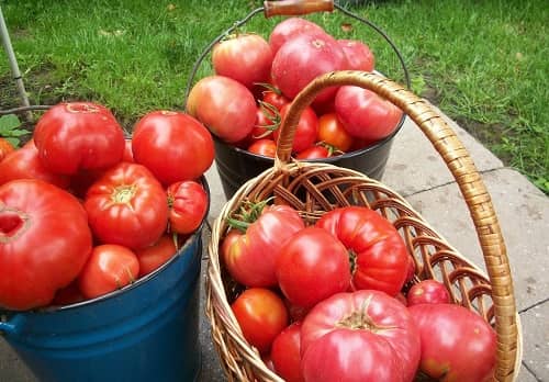 Kak vyrastit pomidory krupnymi