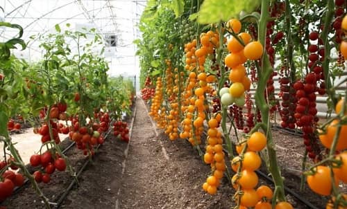 Pomidory v teplice vysokoroslye i nizkoroslye