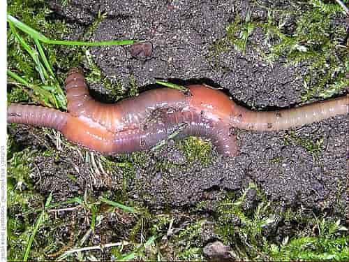 Вред и польза дождевых червей в огороде thumbnail
