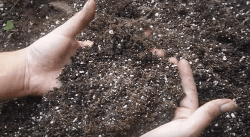 Как обеззаразить землю для рассады, видео-инструкция
