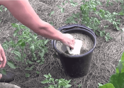 Podkormka rastenij nastoem kartofel'nyh ochistok