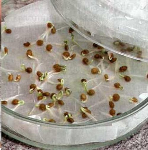Проверка семена огурцы семена мурашка