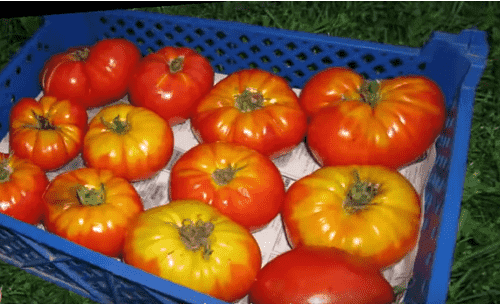 Kakie byvayut pomidory