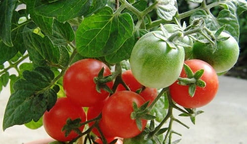 SHtambovye tomaty