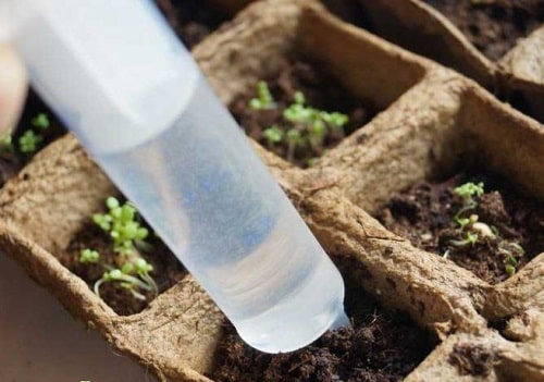 Выращиваем петунию из семян в торфяных таблетках