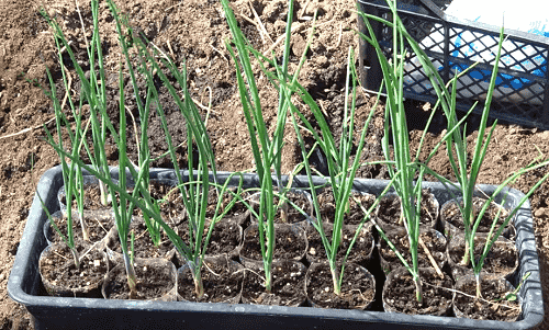Перед тем как сажать лук Эксибишен в землю, правильно подберем почву для растения: