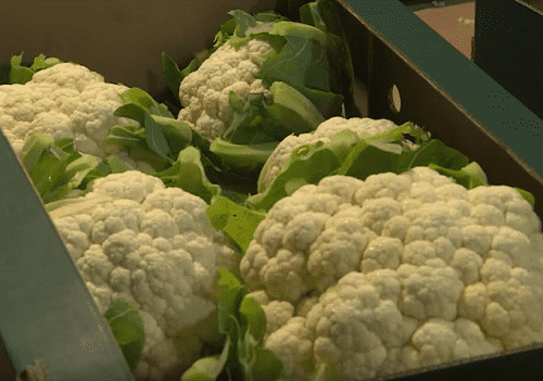 Как выращивать рассаду цветной капусты в домашних условиях?