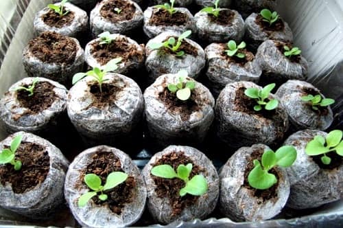 Как выращивать цветную капусту из семян в домашних условиях?