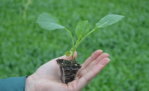 Как выращивать рассаду капусты в домашних условиях?