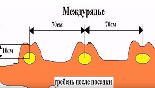 Схема посадки картофеля Skhema posadki kartofelya