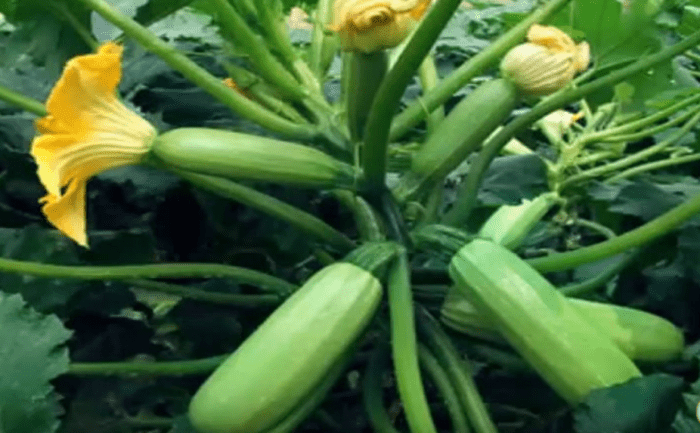 Как выращивать кабачки в открытом грунте из семян?