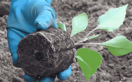 Можно ли выращивать однолетние георгины как многолетние?