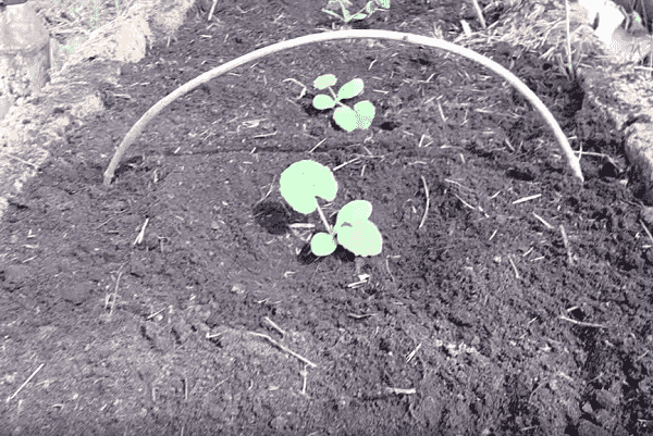 Как выращивать кабачки в открытом грунте из семян?