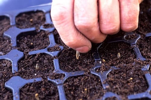 Можно ли выращивать однолетние георгины как многолетние?