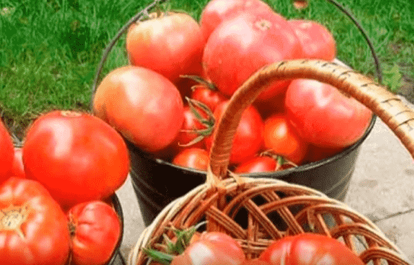 Podkormka pomidorov hlebnym nastoem