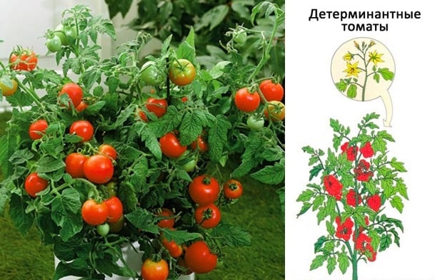 determinantnye-tomaty