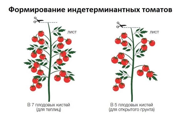 formirovanie-indeterminantnyh-tomatov