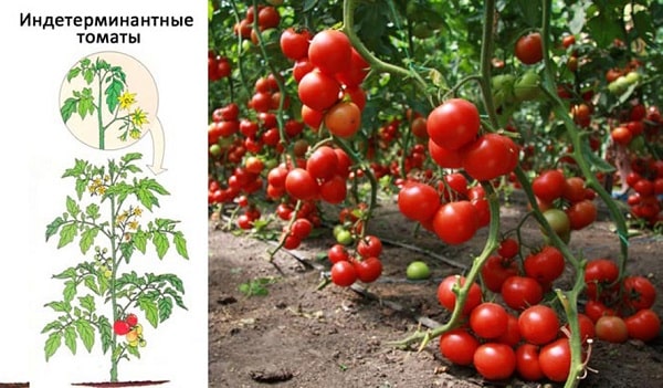 indeterminantnye-tomaty
