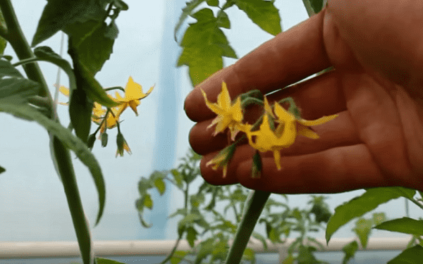 kak pravilno opryskivat cvetki tomatov