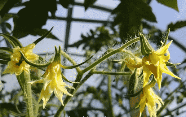 pochemu opadaet cvet u tomatov v teplice