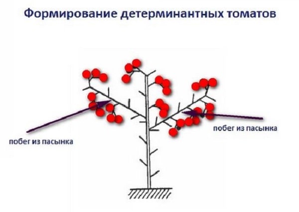 skhema-formirovaniya-determinantnyh-tomatov