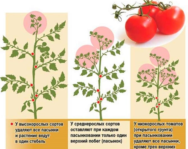 Пасынкование помидор в теплице и в открытом грунте