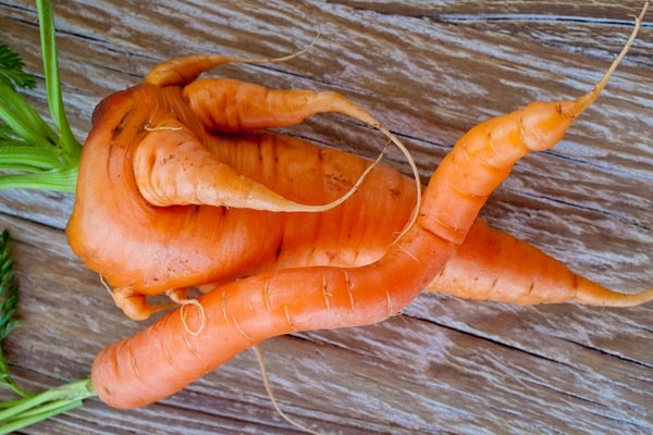 почему морковь рогатая и корявая
