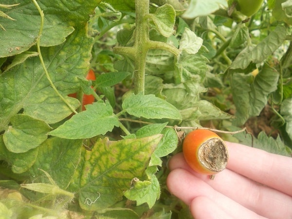 Галловая нематода на томатах фото