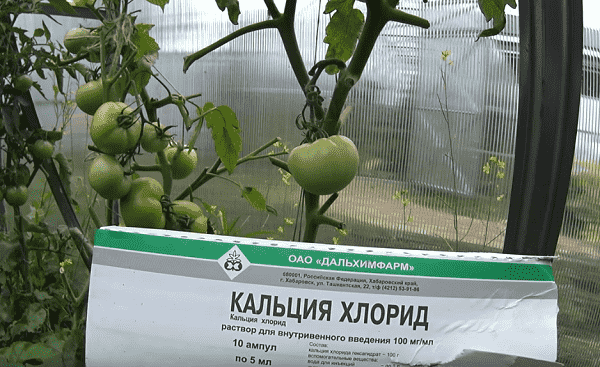 opryskivanie-pomidorov-rastvorom-hlorichstogo-kalciya