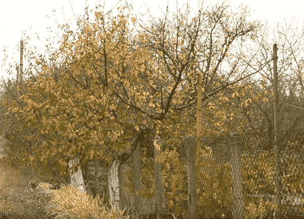 Посадка войлочной вишни осенью