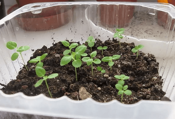 razmnozhenie gortenzii semenami