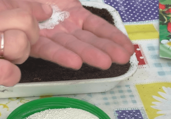Мелкие семена смешиваем с мелом