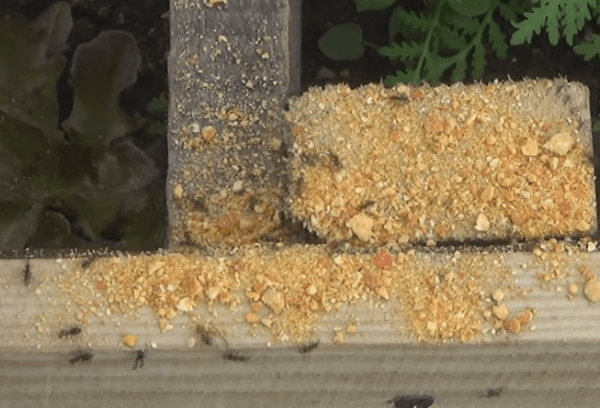 Борьба с муравьями с помощью измельченной сухой кожуры цитрусовых