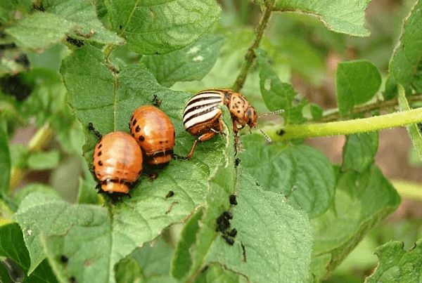 Колорадский жук и его личинки
