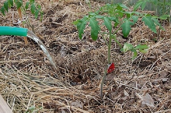poliv pomidorov rastvorom yantarnoj kisloty