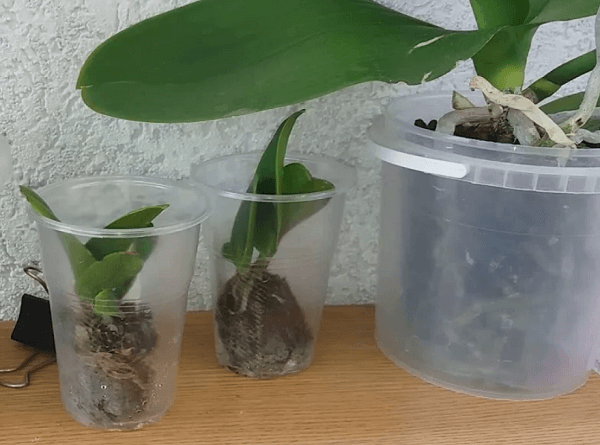Применение янтарной кислоты для орхидей