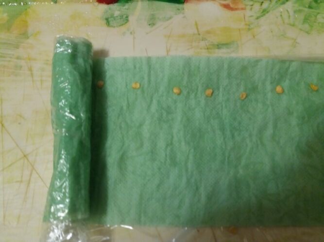 Туалетную бумагу с семенами сворачиваем в рулончик