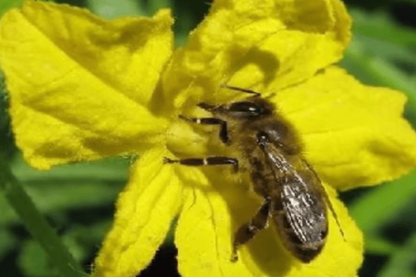 Привлечение насекомых к цветкам