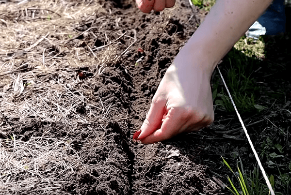 Посев семян редиса