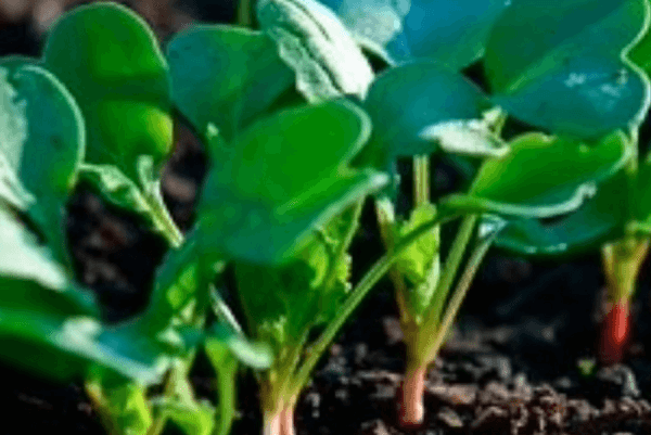 Редис – выращивание из семян и уход в открытом грунте