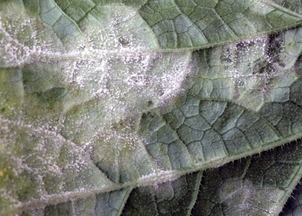 Серый налет на нижней стороне листьев у огурцов