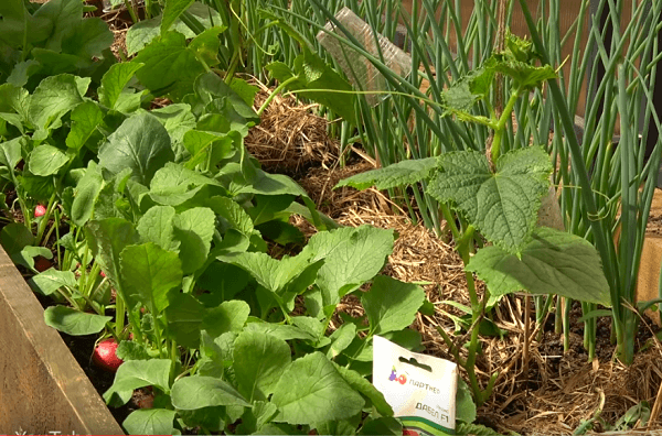 Выращивание редиса в теплице