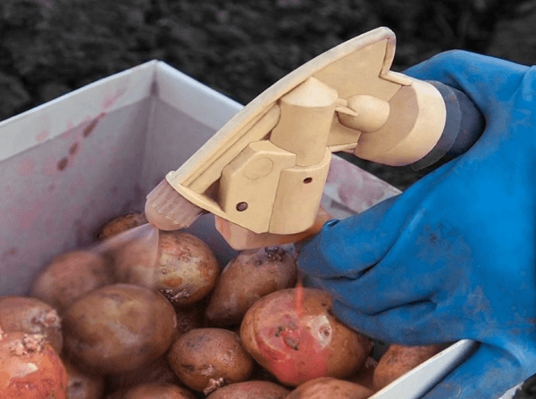 Протравливание картофеля перед посадкой