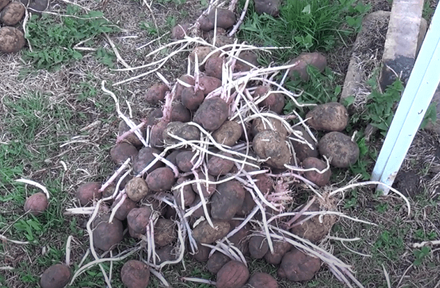 kartofel s dlinnymi rostkami