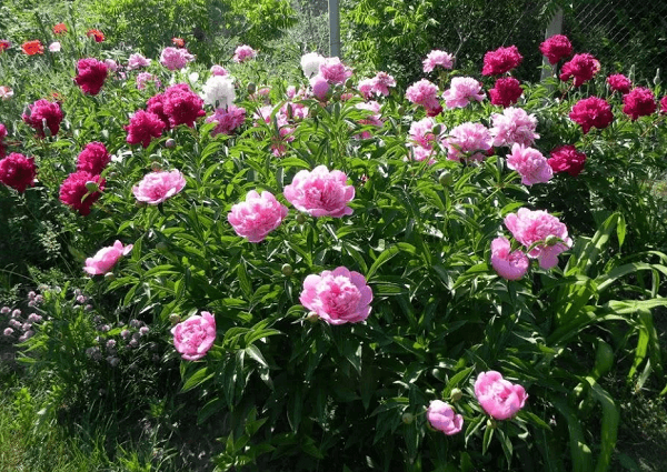 Подкормка пионов весной и летом для цветения